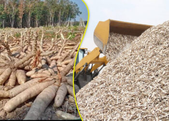 ក្រុមហ៊ុនចិនមួយ ចុះហត្ថលេខាជាមួយសមាគម CCCAA ដើម្បីធ្វើការនាំចេញដំឡូងមីស្ងួត ៣០ម៉ឺនតោន ទៅទីផ្សារប្រទេសចិន