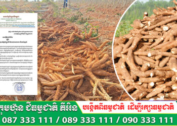 សហព័ន្ធដំឡូងមីកម្ពុជា អំពាវនាវ ដល់ប្រជាកសិករ និងសហគមន៍ដាំដុះដំណាំដំឡូងមី ឲ្យផ្អាក់ប្រមូលផលមួយរយះសិនដោយសារតម្លៃដំឡូងមីធ្លាក់ខ្លាំងពេកនៅប៉ុន្មានថ្ងៃនេះ