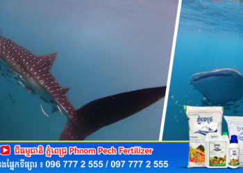 ត្រីបាណន់គីង្គក់ ហែលបង្អួតខ្លួនចំថ្ងៃនៃសេចក្ដីស្រឡាញ់ នៅប្រជុំកោះស្តេច ស្រុកគិរីសាគរ ខេត្តកោះកុង