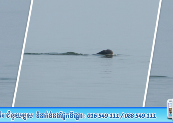 ដំណឹងល្អផ្ទួនៗ! កូនផ្សោតកើតថ្មី ១ក្បាល ប្រទះឃើញនៅអន្លង់កោះសន្ទក់ ភូមិស្វាយ ឃុំកោះស្រឡាយ ស្រុកសៀមបូក ខេត្តស្ទឹងត្រែង នាថ្ងៃទី២១ ខែមីនា ឆ្នាំ២០២៦