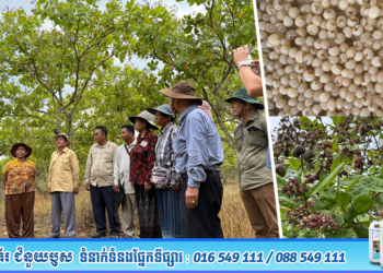 ឯកឧត្តមរដ្ឋលេខាធិការ តូច ប៊ុនហួរ អញ្ជើញដឹកនាំក្រុមការងារ ចុះពិនិត្យការប្រមូលផលមៀនប៉ៃលិន និងស្វាយចន្ទី នៅស្រុករតនមណ្ឌល ខេត្តបាត់ដំបង