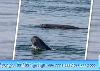 ចំនួនផ្សោតទន្លេមេគង្គនៅកម្ពុជាកើនឡើងដល់ ១១៧ក្បាល បន្ទាប់ពីប្រទះឃើញកូនផ្សោតកើតថ្មី ១ក្បាលនៅអន្លង់ផ្សោតកាំពី ភូមិកាំពី ឃុំសំបុក ស្រុកចិត្របុរី ខេត្តក្រចេះ នាថ្ងៃទី៣១ ខែមីនា ឆ្នាំ២០២៦