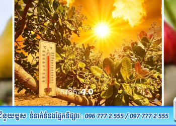 តិចនិកថែទាំ “ស្វាយចន្ទី” កុំឱ្យរលាកផ្កានិងជ្រុះក្ដឹប ពេលមេឃក្ដៅខ្លាំង
