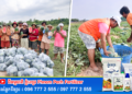 នៅថ្ងៃទី១២ ខែឧសភា ឆ្នាំ២០២៦ ក្នុងស្មារតីខ្មែរជួយខ្មែរ ក្រុមការងារមន្ទីរកសិកម្ម រុក្ខាប្រមាញ់ និងនេសាទខេត្តឧត្តរមានជ័យបានបន្តប្រមូលផលឪឡឹកក្រហមចំនួន ២ ០០០គីឡូក្រាមជូនដល់ប្រជាពលរដ្ឋ និងសិស្សានុសិស្សក្នុងមណ្ឌលសុវត្ថិភាពបាត់ថ្កៅ។