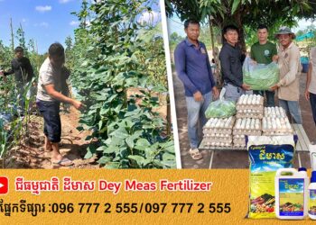 ក្រុមការងារមន្ទីរកសិកម្ម រុក្ខាប្រមាញ់ និងនេសាទខេត្តឧត្តរមានជ័យ នៅតែបន្តប្រមូលស្បៀងជូនដល់កងកំលាំងការពារព្រំដែន