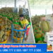 សមិទ្ធផលថ្មី ការនាំចេញទុរេនស្រស់កម្ពុជាទៅកាន់ទីផ្សារប្រទេសចិនបន្តកើនឡើងជាលំដាប់
