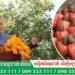 សម្ដេច ហ៊ុន ម៉ាណែត នាយករដ្ឋមន្រ្តីកម្ពុជា បានជំរុញឱ្យក្រសួង និងស្ថាប័នពាក់ព័ន្ធទាំងអស់ ខ្នះខ្នែងចុះបញ្ជីកម្មសិទ្ធិបញ្ញាលើពូជ និងផលិតផលសក្ដានុពលរបស់ជាតិ ជាពិសេសដំណាំ «ស្វាយចន្ទី»